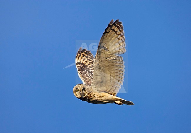 Velduil jagend; Short-eared Owl hunting stock-image by Agami/Markus Varesvuo,