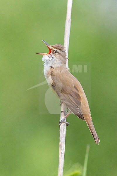 Great Reed Warbler (Acrocephalus arundinaceus), side view of an adult singing from a reed, Campania, Italy stock-image by Agami/Saverio Gatto,