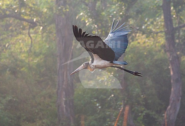 Lesser Adjutant (Leptoptilos javanicus) in flight inside a forest clearing. Photographed with backlight. stock-image by Agami/Marc Guyt,