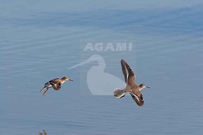 Oeverloper in vlucht, Common Sandpiper in flight stock-image by Agami/Karel Mauer,
