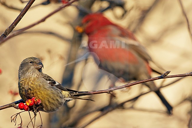 Vrouwtje Witbandkruisbek etend van bessen; Female Two-barred Crossbill eating berries stock-image by Agami/Markus Varesvuo,