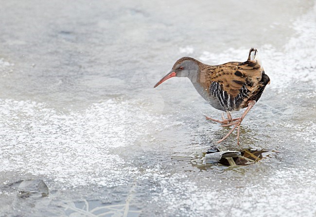 Waterral foeragerend in bevroren sloot; Water Rail foraging on frozen ditch stock-image by Agami/Markus Varesvuo,