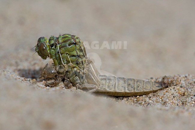 Uitsluipende Rivierrombout; Emerging Yellow-legged Clubtail stock-image by Agami/Arie Ouwerkerk,