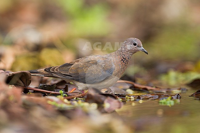 Laughing Dove - Palmtaube - Streptopelia senegalensis ssp. cambayensis, Turkey, adult stock-image by Agami/Ralph Martin,