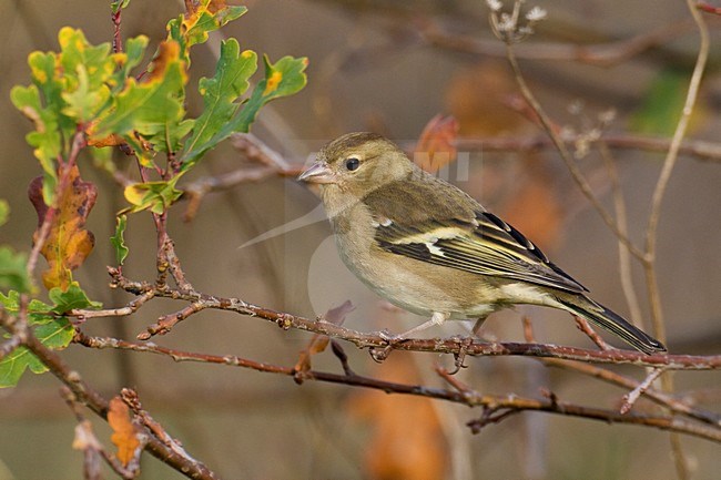 Vrouwtje Vink op een tak; Female Common Chaffinch perched on a branch stock-image by Agami/Daniele Occhiato,