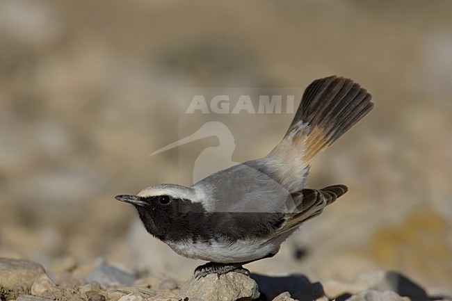 Red-rumped Wheatear male on ground, Roodstuittapuit mannetje op grond stock-image by Agami/Daniele Occhiato,