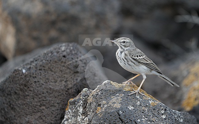 Berthelot's Pipit (Anthus berthelotii berthelotii) perched on a rock at la Rasca, Tenerife, Canary Islands stock-image by Agami/Helge Sorensen,