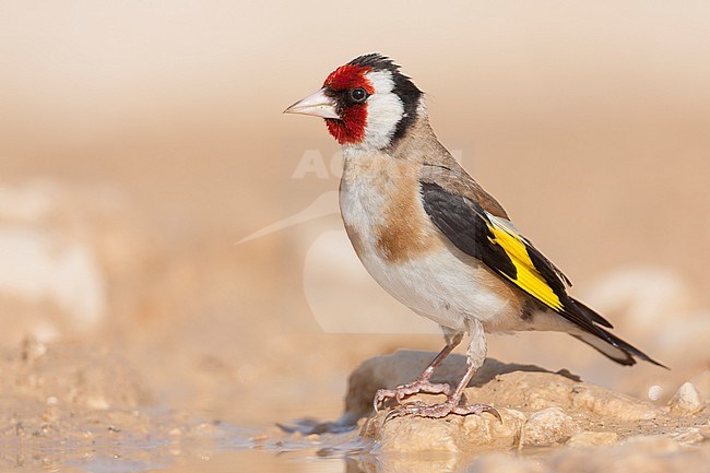 European Goldfinch, Putter,  Carduelis carduelis ssp. balcanica, Croatia, adult male stock-image by Agami/Ralph Martin,