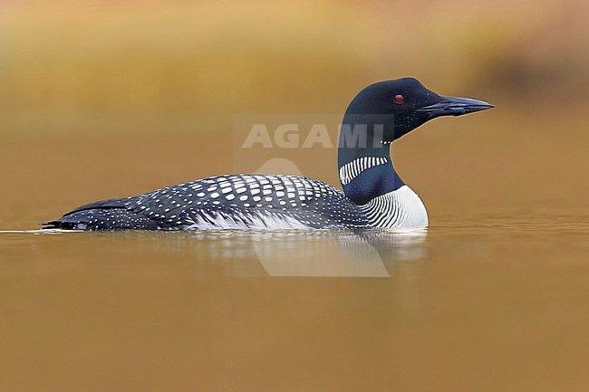 Great Northern Loon  (Gavia immer), adult swimming in a lake stock-image by Agami/Saverio Gatto,