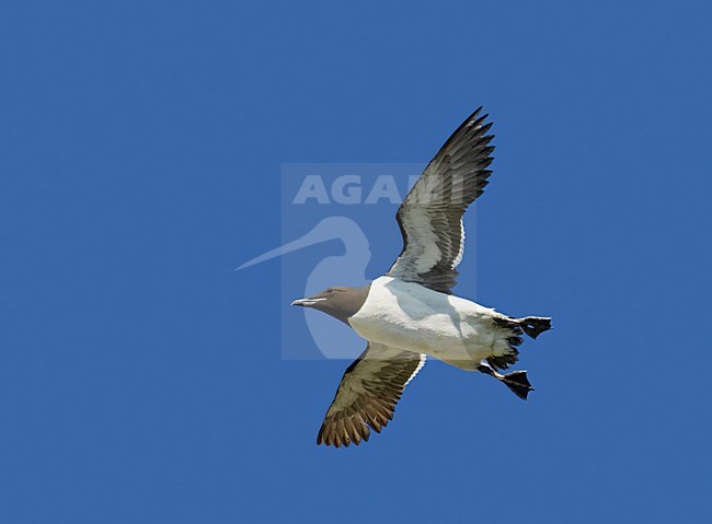 BrÃ¼nnichs Murre adult flying;Kortbekzeekoet volwassen vliegend stock-image by Agami/Markus Varesvuo,