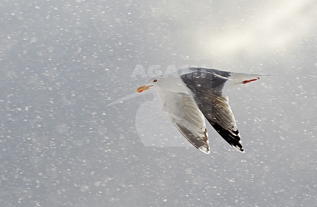 Zilvermeeuw in de vlucht; Herring Gull in flight stock-image by Agami/Markus Varesvuo,