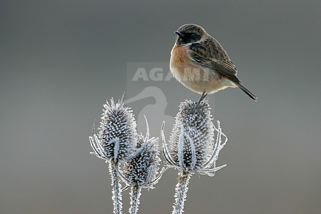 Mannetje Roodborsttapuit in zit; Male European Stonechat perched stock-image by Agami/Menno van Duijn,