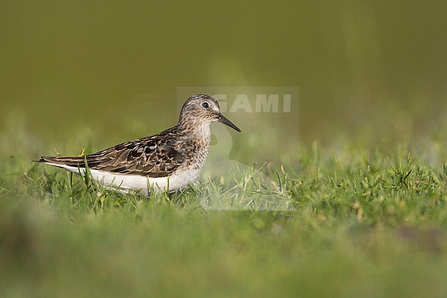 Temminck's Stint - Temminckstrandläufer - Calidris temminckii, Germany, breeding plumage stock-image by Agami/Ralph Martin,