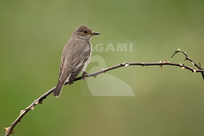 Grauwe Vliegenvanger op doorntak; Spotted Flycatcher on thorny barnch stock-image by Agami/Harvey van Diek,