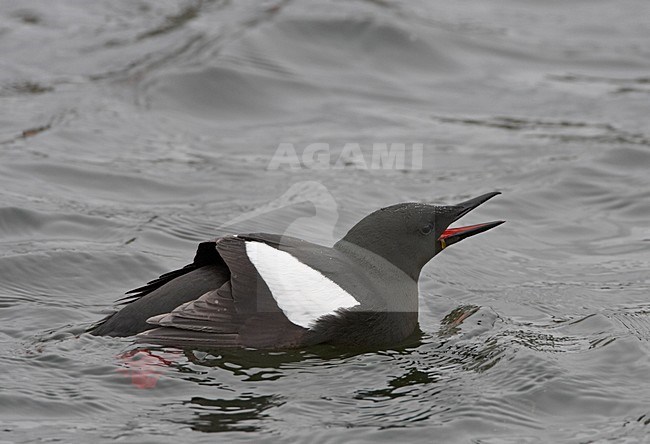 Zwarte Zeekoet roepend in zee; Black Guillemot calling in sea stock-image by Agami/Jari Peltomäki,