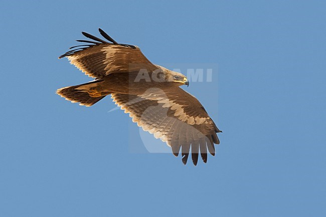 Juveniele Steppearend in de vlucht; Juvenile Steppe Eagle in flight stock-image by Agami/Daniele Occhiato,