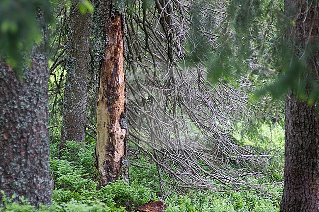 Oxymirus cursor - Schulterbock, Germany (Baden-Württemberg), habitat tree stock-image by Agami/Ralph Martin,