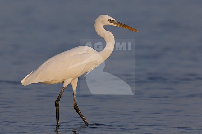 Wadende witte vorm Westelijke Rifreiger; Wading white morph of Western Reef heron stock-image by Agami/Daniele Occhiato,