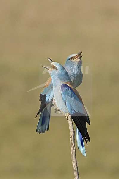 European Roller pair perched calling; Scharrelaar volwassen paar roepend op een tak stock-image by Agami/Jari Peltomäki,