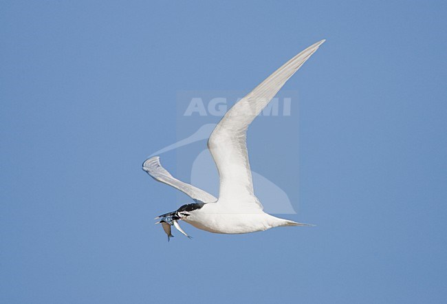 Grote stern volwassen vliegend met vis; Sandwich Tern adult flying with fish stock-image by Agami/Menno van Duijn,