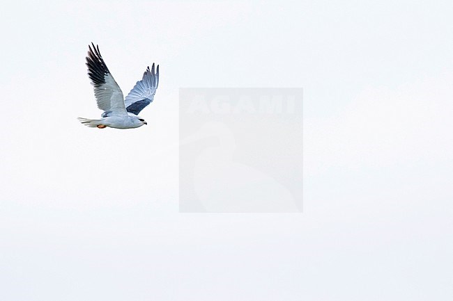 Adult Black-winged Kite (Elanus caeruleus caeruleus) in Spain. stock-image by Agami/Ralph Martin,