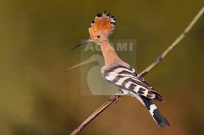 Eurasian Hoopoe (Upupa epops) in Italy. Perched on a branch. stock-image by Agami/Daniele Occhiato,