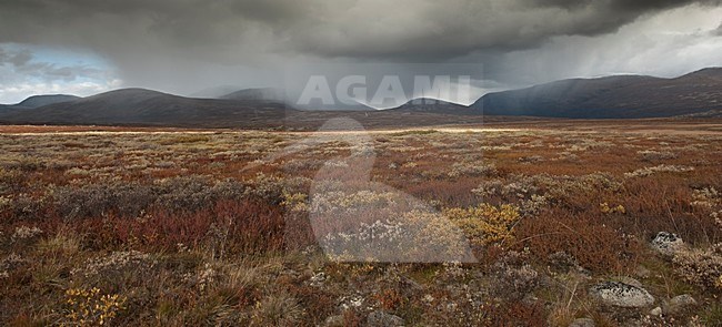 Dovrefjell hoogvlakte; Dovrefjell stock-image by Agami/Han Bouwmeester,