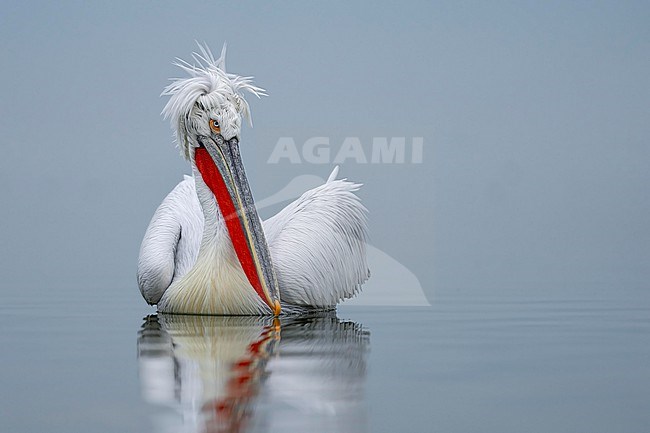 Dalmatian Pelican (Pelecanus crispus) in breeding plumage sitting on the water of lake Kerkini in Greece. stock-image by Agami/Marcel Burkhardt,