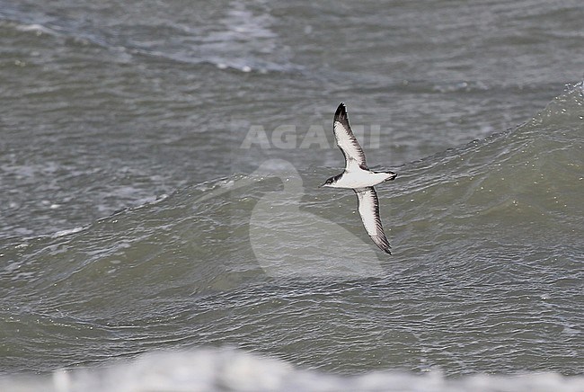 Manx Shearwater (Puffinus puffinus) flying just off the coast of Westkapelle, Netherlands, during a heavy autumn storm. stock-image by Agami/Kris de Rouck,