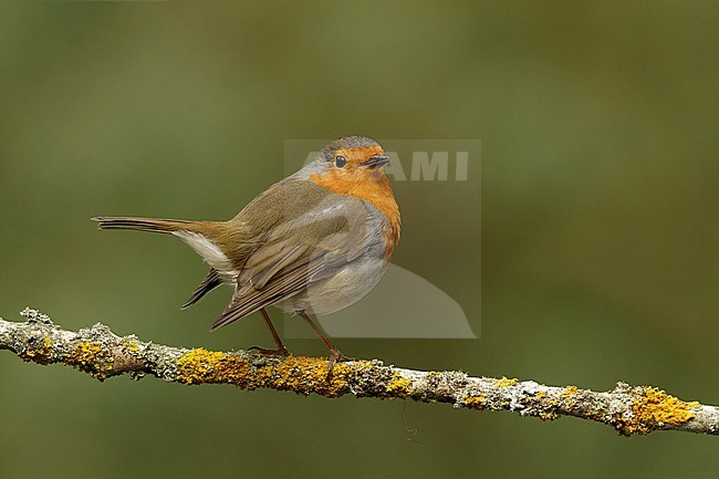 roodborst zittend op tak ; robin sitting on branch stock-image by Agami/Walter Soestbergen,