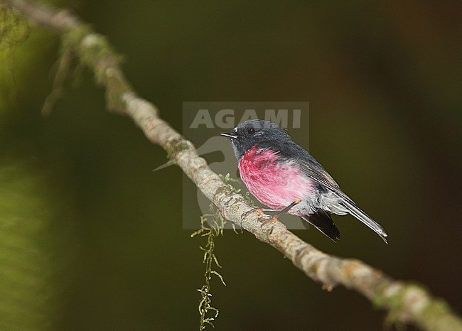Male Pink Robin (Petroica rodinogaster) in Australia. stock-image by Agami/Andy & Gill Swash ,