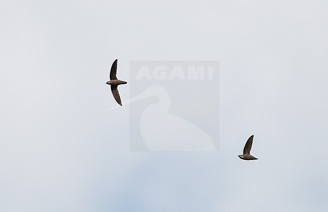 Chimney Swift, Chaetura pelagica, Miami, Florida, USA stock-image by Agami/Helge Sorensen,