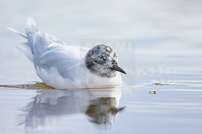  stock-image by Agami/Menno van Duijn,