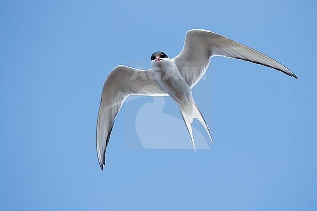 Adult breeding Arctic Tern (Sterna paradisaea) flying over the tundra of Churchill, Manitoba, Canada. With blue sky as a background. Seen from below. stock-image by Agami/Brian E Small,