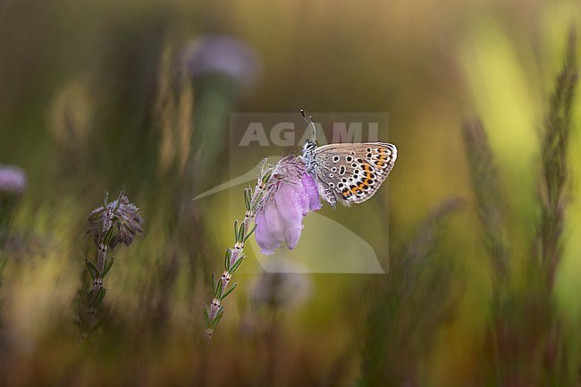 Heideblauwtje, Silver-studded Blue, Plebejus aragus stock-image by Agami/Wil Leurs,