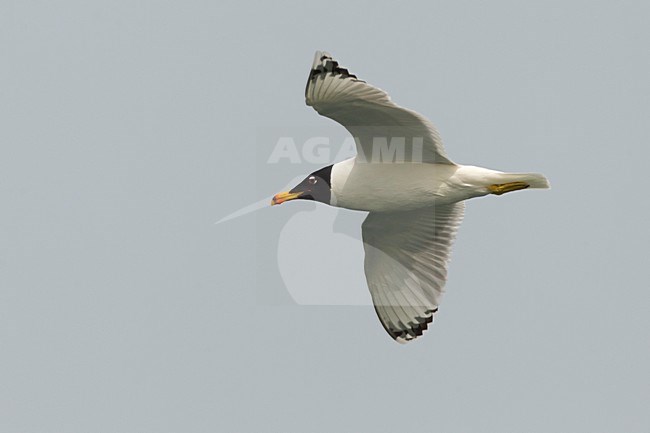 Gabbiano di Pallas; Great Black-headed Gull; Ichthyaetus ichthyaetus stock-image by Agami/Daniele Occhiato,