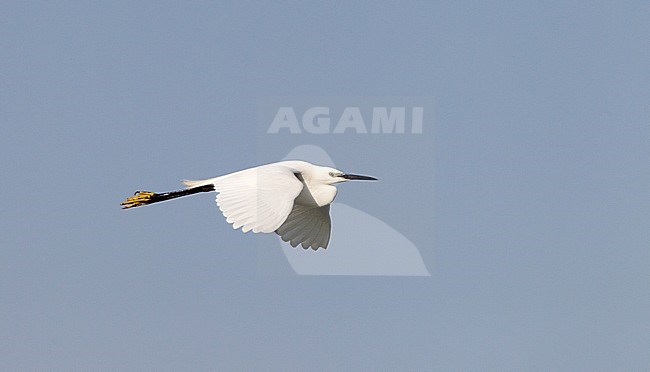 Vliegende Kleine Zilverreiger; Flying Little Egret stock-image by Agami/Roy de Haas,