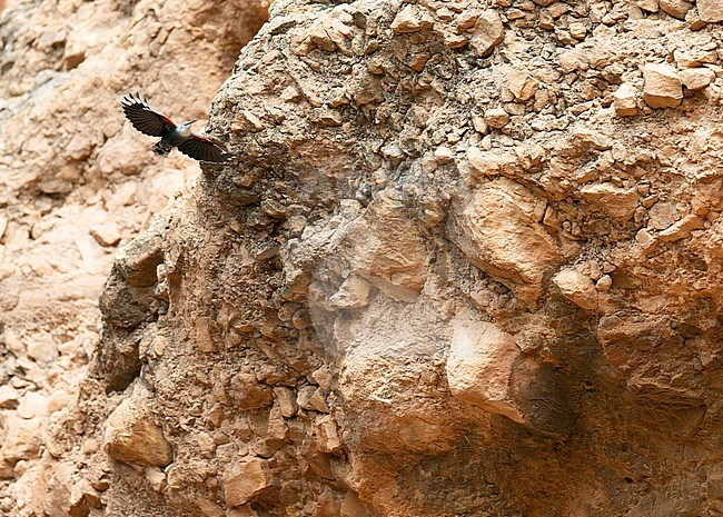 Wallcreeper (Tichodroma muraria) in flight in a mountain gorge in Spain. stock-image by Agami/Dick Forsman,