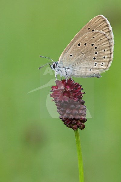 Pimpernelblauwtje op de grote pimpernel / Scarce large blue on the great burnet stock-image by Agami/Bas Mandos,