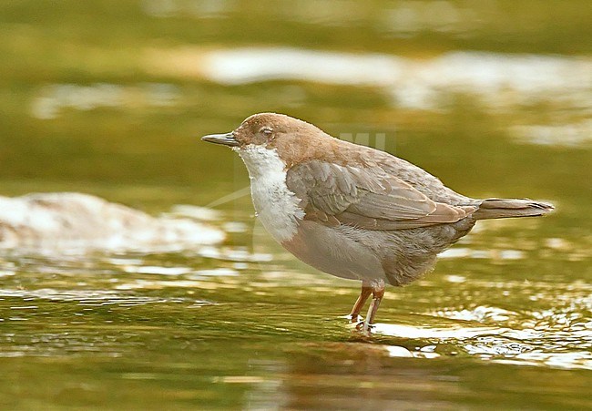 White-throated Dipper (Cinclus cinclus) in southern France stock-image by Agami/Eduard Sangster,