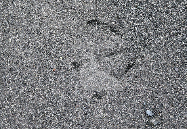 Penguin footprint on the beach of Macquarie island, an island in the subantarctic region of Australia in the southern pacific ocean. stock-image by Agami/Marc Guyt,