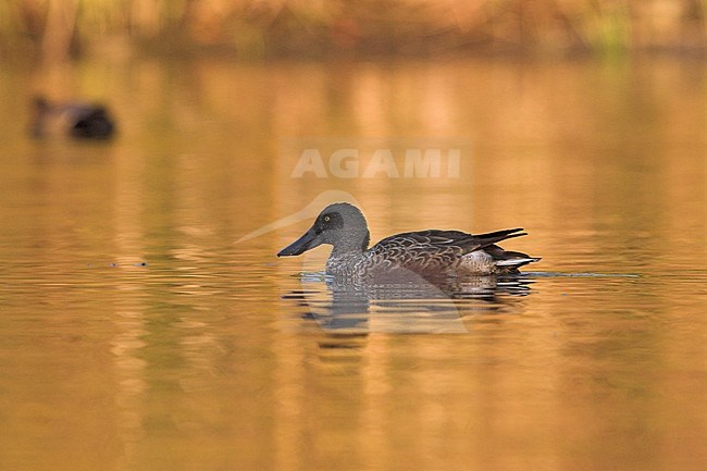 Northern Shoveller (Anas clypeata) swimming on a pond in Victoria, BC, Canada. stock-image by Agami/Glenn Bartley,