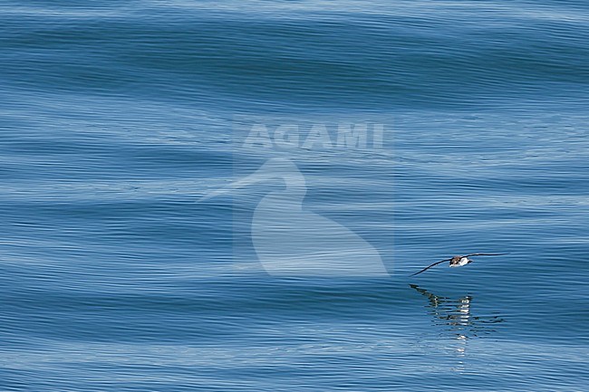 Manx Shearwater - Atlantik-Sturmtaucher - Puffinus puffinus, Ireland stock-image by Agami/Ralph Martin,