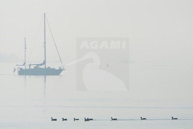 Boot en ganzen op het IJsselmeer, Boat and geeze at IJsselmeer stock-image by Agami/Wil Leurs,