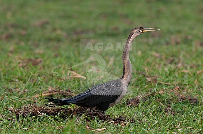 Portrait of an African darter, Anhinga rufa. Chobe National Park, Botswana. stock-image by Agami/Sergio Pitamitz,