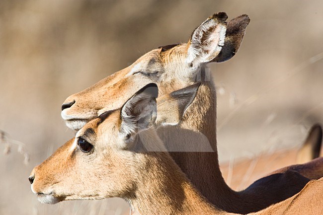 Impala close-up; Impala close up stock-image by Agami/Marc Guyt,