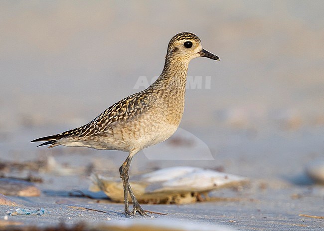 Pacific Golden Plover - Tundra-Goldregenpfeifer - Pluvialis fulva, Oman, 1st cy stock-image by Agami/Ralph Martin,