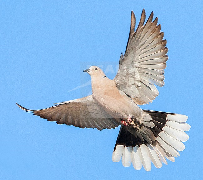 Eurasian Collared Dove (Streptopelia decaocto) on the Greek island of Lesvos. Going to land on an electricity wire. stock-image by Agami/Marc Guyt,