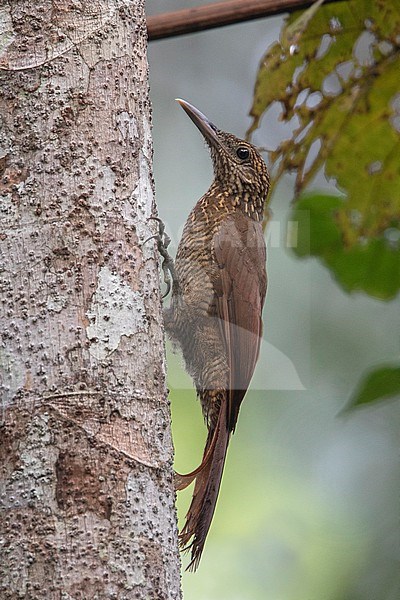 Black-banded Woodcreeper (Dendrocolaptes picumnus validus) at Puerto Nariño, Amazonas, Colombia. stock-image by Agami/Tom Friedel,