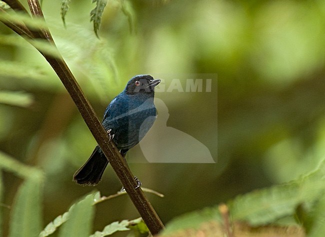 Masked Flowerpiercer; Masker-berghoningkruiper, stock-image by Agami/Roy de Haas,